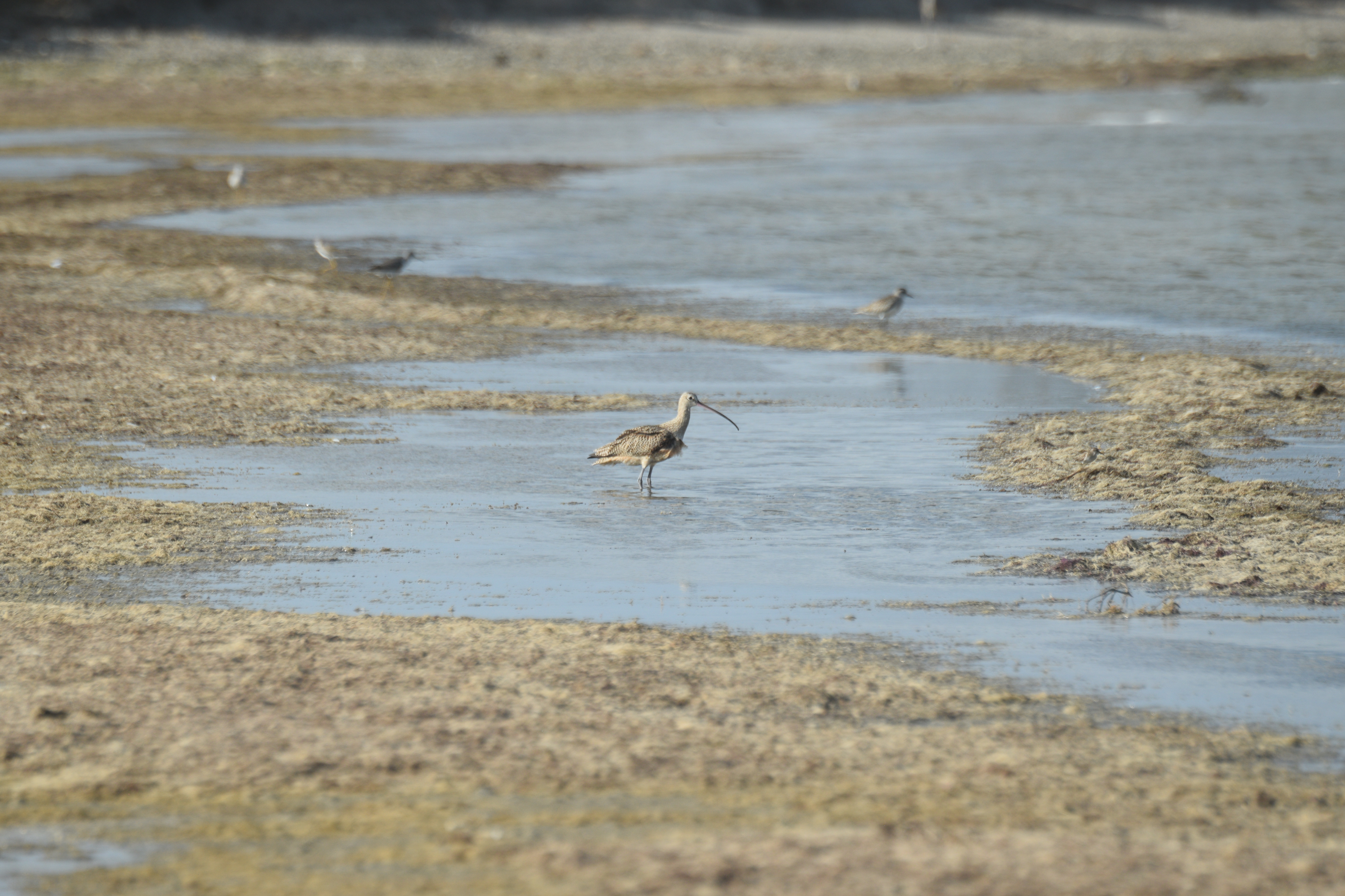 Wildlife photography